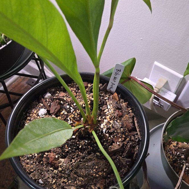Photo of the plant species Bird Nest Anthurium by @BusySoftcane55 named Gomez on Greg, the plant care app
