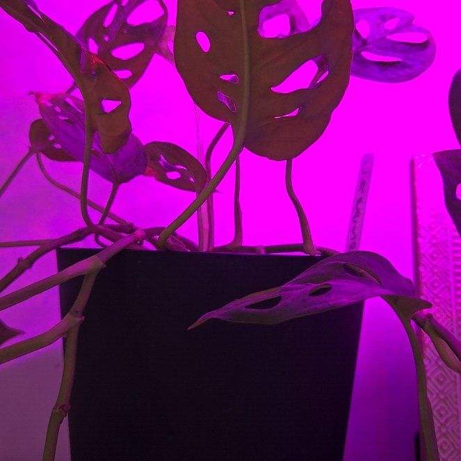 Photo of the plant species Monstera esqueleto by @BusySoftcane55 named Gaga on Greg, the plant care app