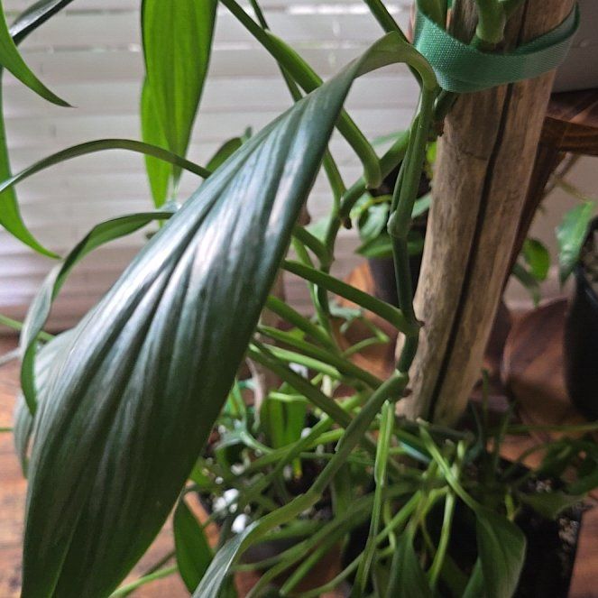Photo of the plant species Pothos amplifolia by @BusySoftcane55 named Elle on Greg, the plant care app