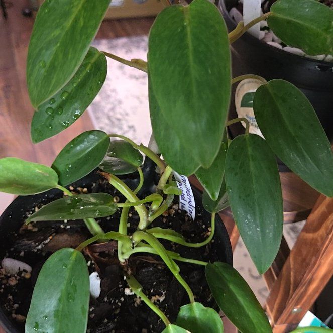 Photo of the plant species Philodendron Painted Lady by @BusySoftcane55 named Surya on Greg, the plant care app