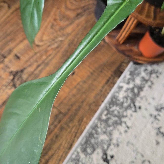 Photo of the plant species Philodendron x joepii by @BusySoftcane55 named Orwell on Greg, the plant care app