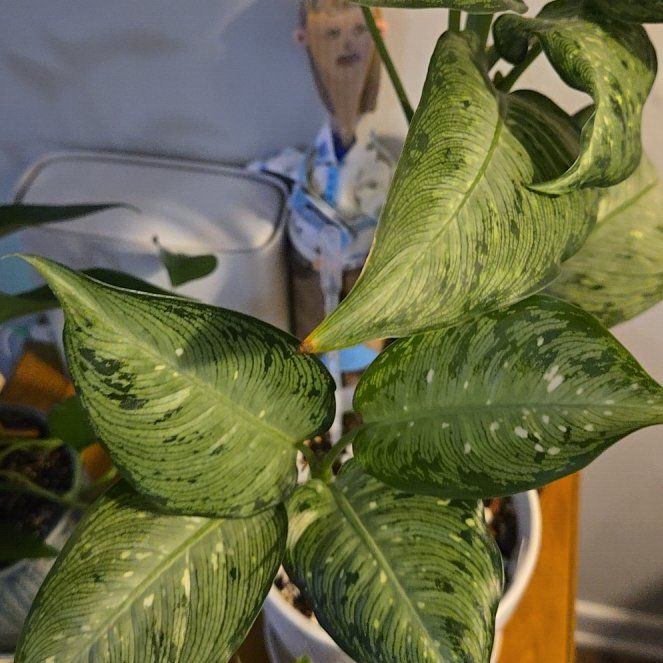 Photo of the plant species Dumb Cane 'Tiki' by @BusySoftcane55 named Oscar on Greg, the plant care app