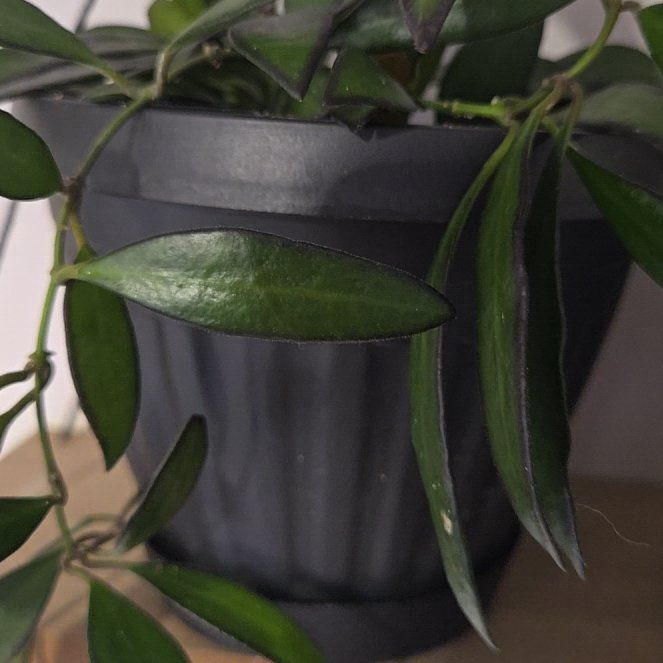 Photo of the plant species Hoya rosita 'Adrift' by @BusySoftcane55 named Sage on Greg, the plant care app