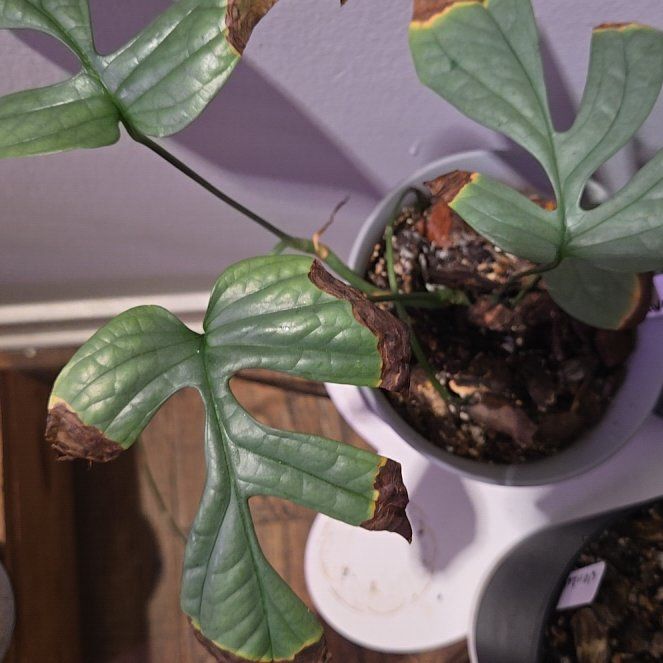 Photo of the plant species Amydrium 'Spider Man' by @BusySoftcane55 named James Dean on Greg, the plant care app
