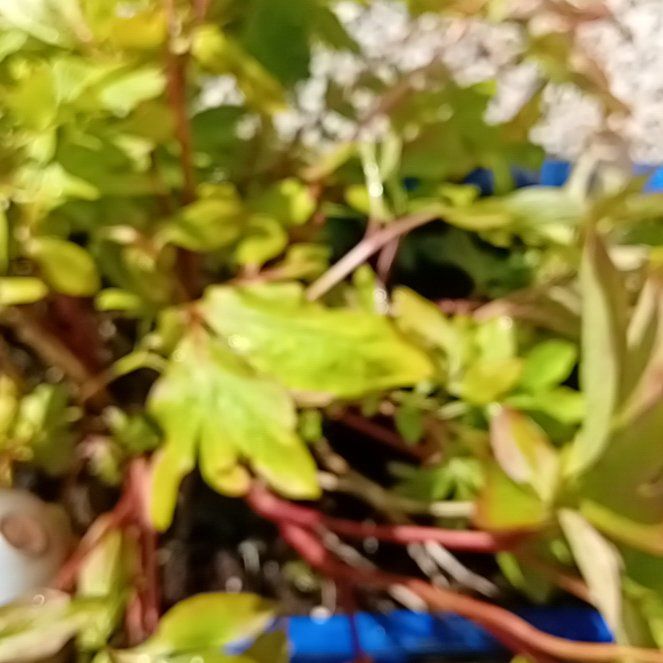Photo of the plant species Asian Bleeding-Heart by @OriginalTobacco named Sanders on Greg, the plant care app