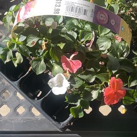 Photo of the plant species Impatiens by @YoungKale43 named Planty on Greg, the plant care app