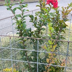 Photo of the plant species Cape Myrtle by @KeyClusia84 named Clooney on Greg, the plant care app