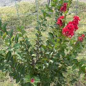 Photo of the plant species Cape Myrtle by @KeyClusia84 named Emerson on Greg, the plant care app