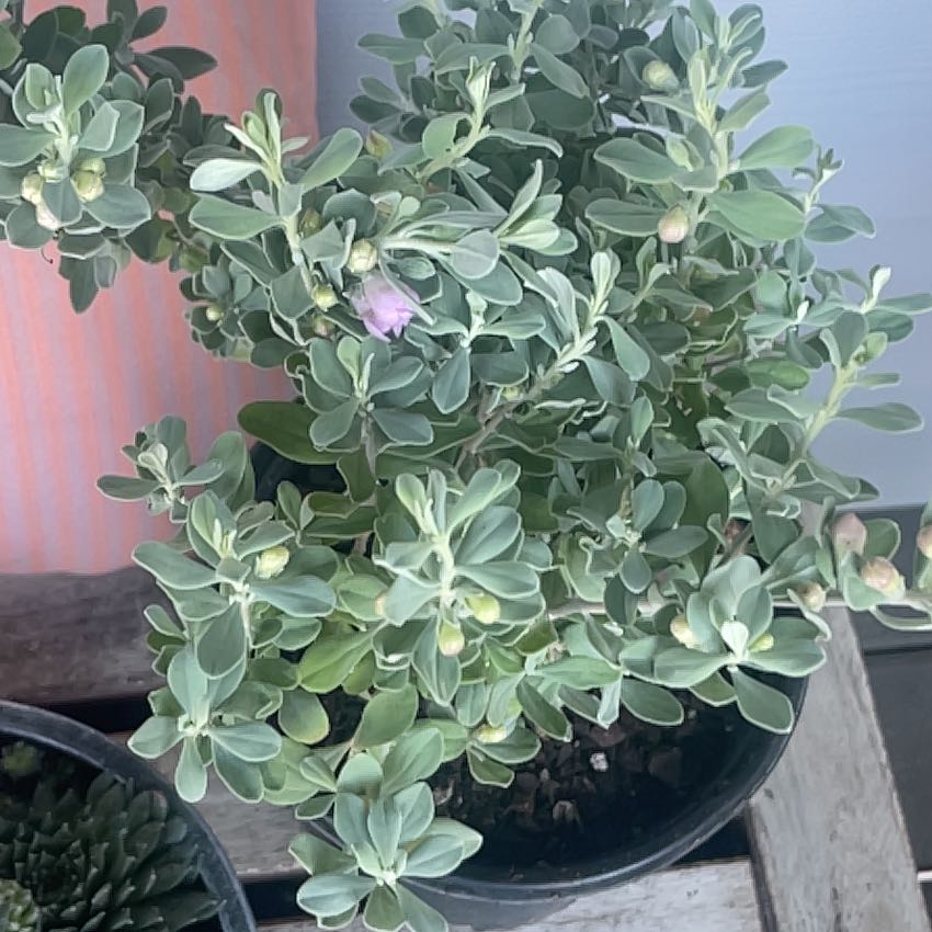 Photo of the plant species Texas Barometer Bush by @SirOlneya72 named Figyonce on Greg, the plant care app