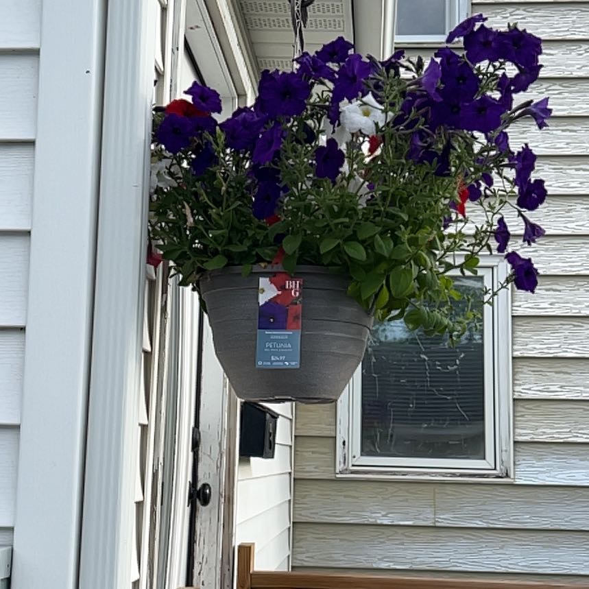 Photo of the plant species Easy Wave Petunias by @DandyRedalder46 named Planty on Greg, the plant care app
