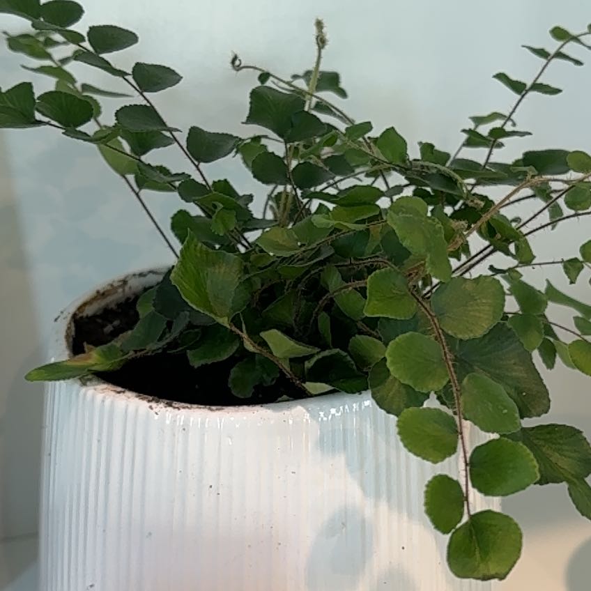 Photo of the plant species California Maidenhair Fern by @ComicMelon97 named Marley on Greg, the plant care app