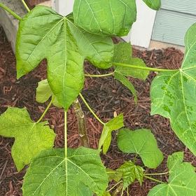 Photo of the plant species Chaya by @SuperIcarus1 named Bella on Greg, the plant care app