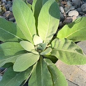 Photo of the plant species Mullein by @TidyPecan98 named Figyonce on Greg, the plant care app