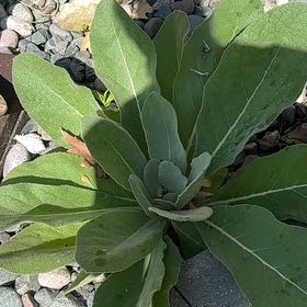 Photo of the plant species Mullein by @TidyPecan98 named Lavender on Greg, the plant care app
