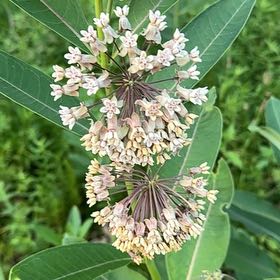 Photo of the plant species Common Milkweed by @TidyPecan98 named Surya on Greg, the plant care app