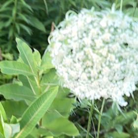 Photo of the plant species Wild Carrot by @TidyPecan98 named Gregarious on Greg, the plant care app