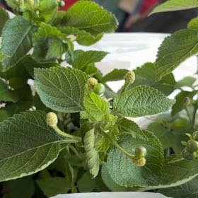 Photo of the plant species Lantana by @CivilIronweed25 named Khaleesi on Greg, the plant care app