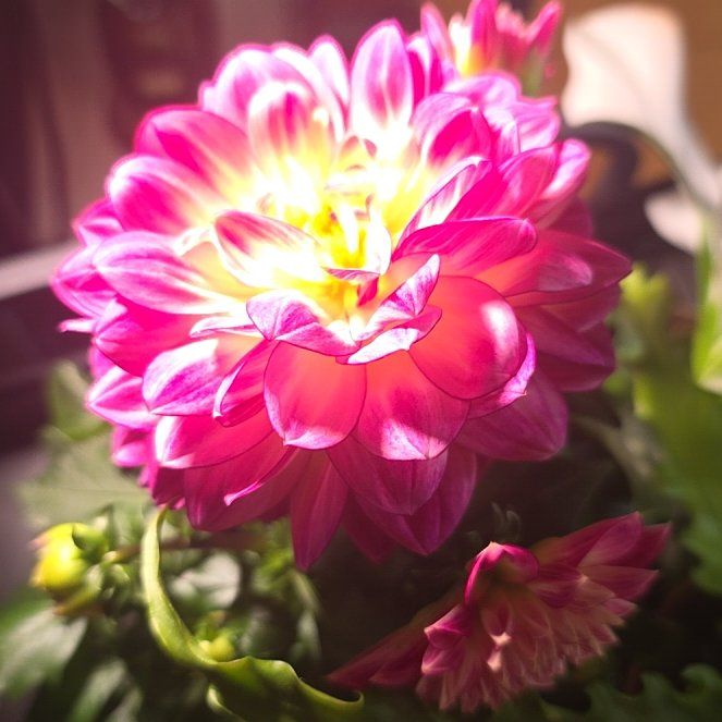 Photo of the plant species Garden Dahlia by @CunningFern92 named Oscar on Greg, the plant care app