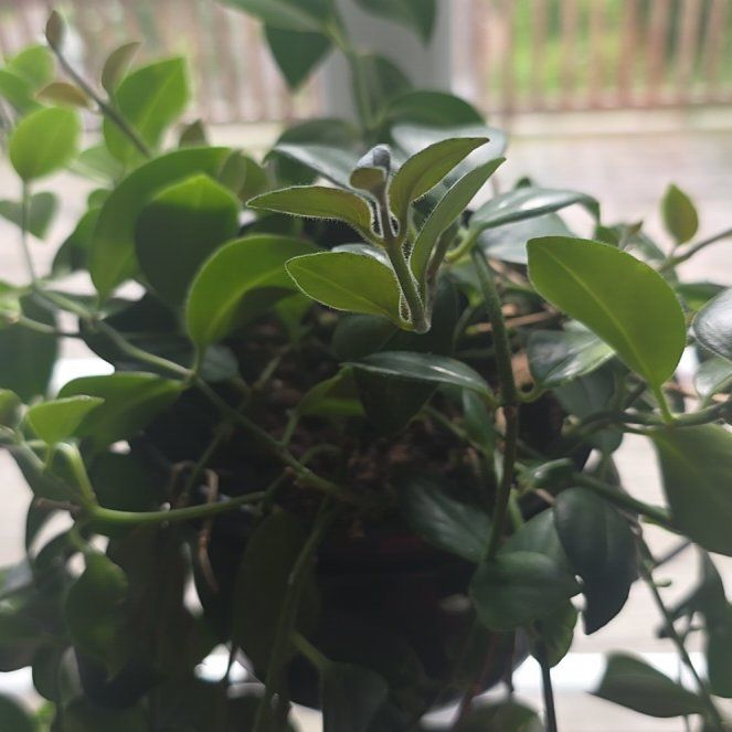 Photo of the plant species Lipstick Plant by @CunningFern92 named Foxxy on Greg, the plant care app