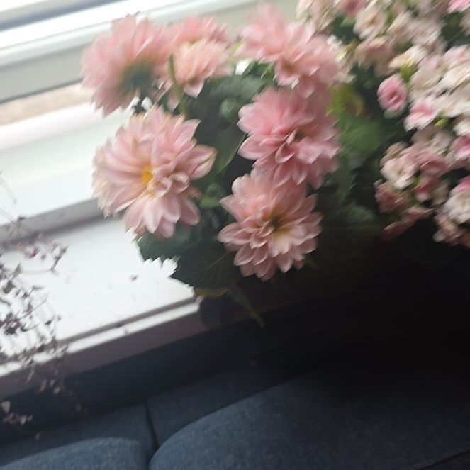 Photo of the plant species Giant Crego Aster by @CunningFern92 named Gobi on Greg, the plant care app