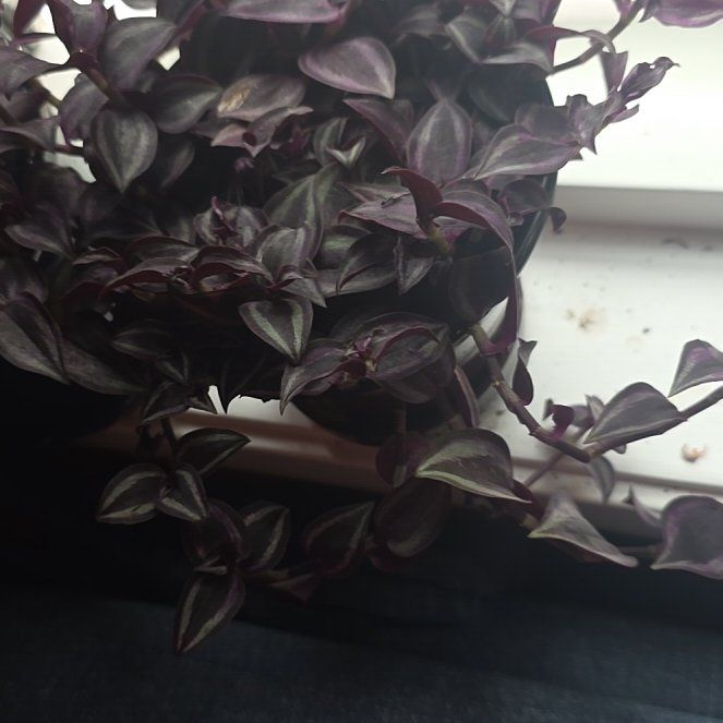 Photo of the plant species Wandering Dude 'Burgundy' by @CunningFern92 named Beckham on Greg, the plant care app