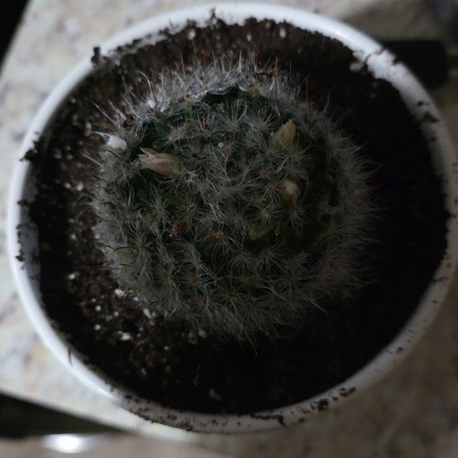 Photo of the plant species Powder Puff Cactus by @ProperChives83 named Jorge on Greg, the plant care app