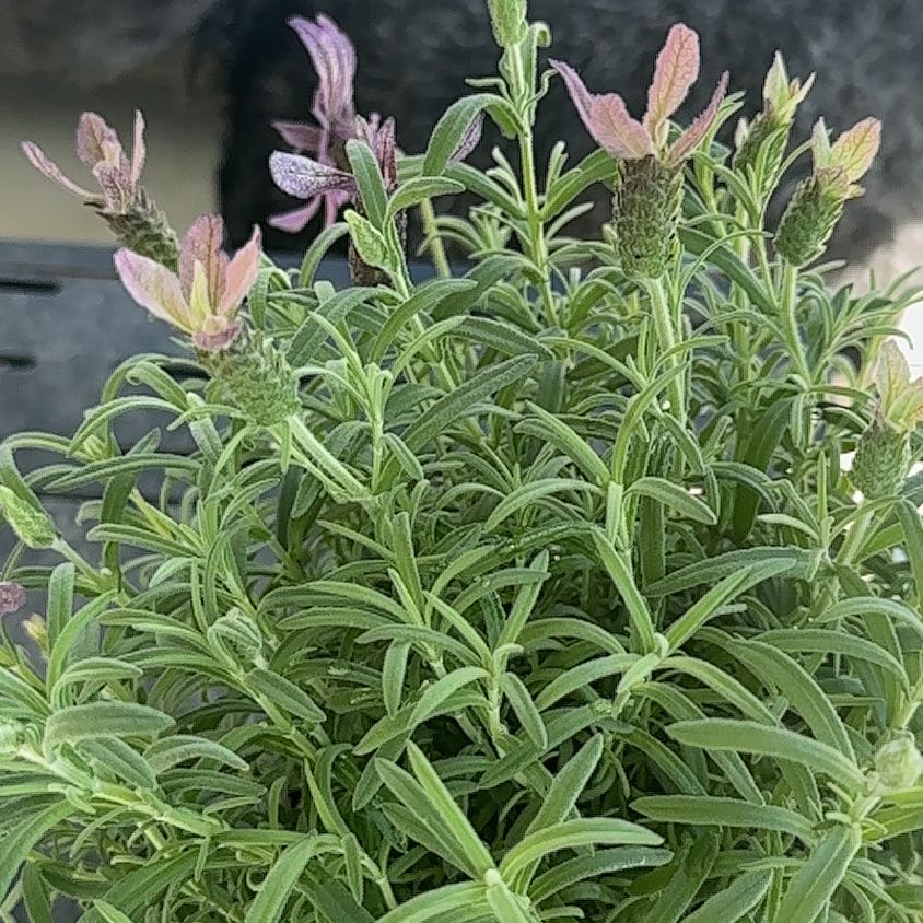 Photo of the plant species Mexican Bush Sage by @TryMirabilis42 named Xena on Greg, the plant care app