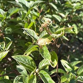 Photo of the plant species Western Dogwood by @HeartySkimmia46 named Sage on Greg, the plant care app