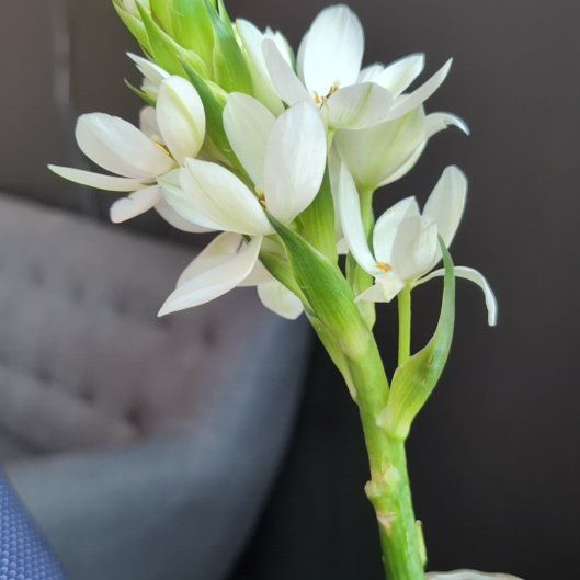 Photo of the plant species Cape-Lily by @SavantMyagrum52 named La belle on Greg, the plant care app