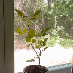 Photo of the plant species Miniature Rose by @ChosenStinkwort named Camila on Greg, the plant care app