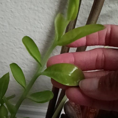 Photo of the plant species Thyme-Leafed Gratiola by @FabRedsage42 named Coco on Greg, the plant care app