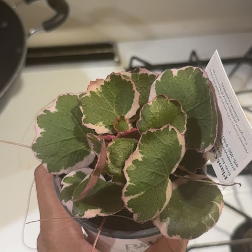 Photo of the plant species Pink Alumroot by @CaringMungbeans named Cleopatra on Greg, the plant care app