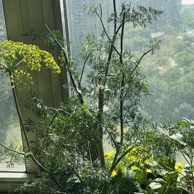 Photo of the plant species Dill by @YeveNoni21 named Bodhi on Greg, the plant care app