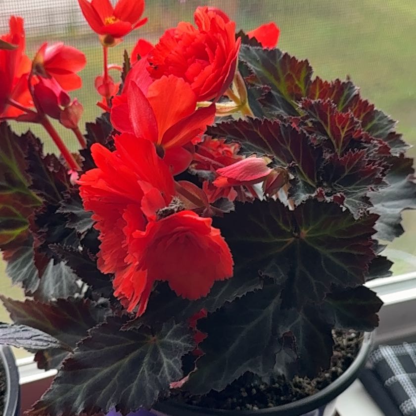 Photo of the plant species Hybrid Begonia by @TotalMendoza4 named Wall-E on Greg, the plant care app