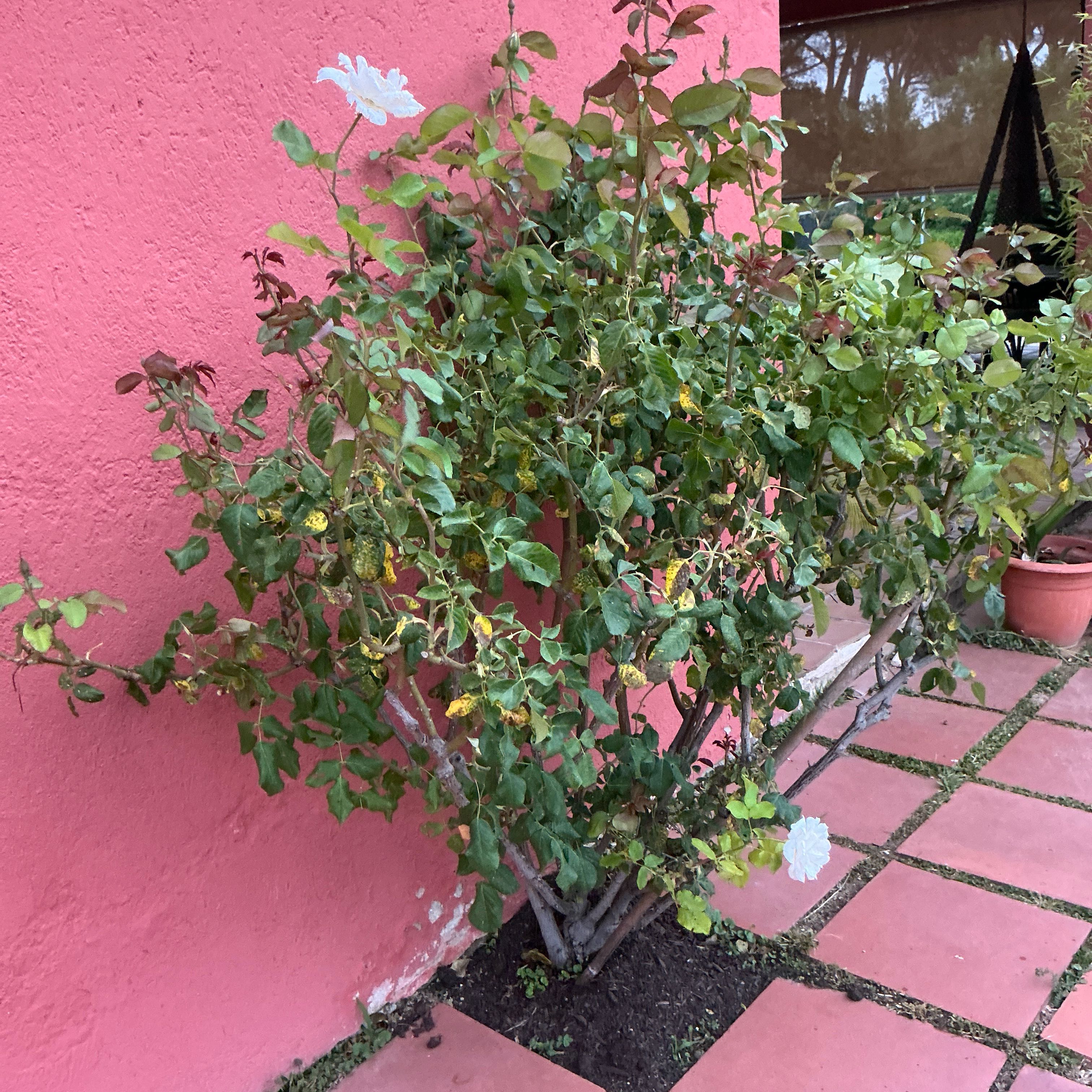 Photo of the plant species Firethorn by @RefinedJade80 named Bodhi on Greg, the plant care app