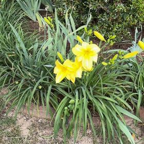 Photo of the plant species Yellow Daylily by @EnergeticWorm60 named Denali on Greg, the plant care app