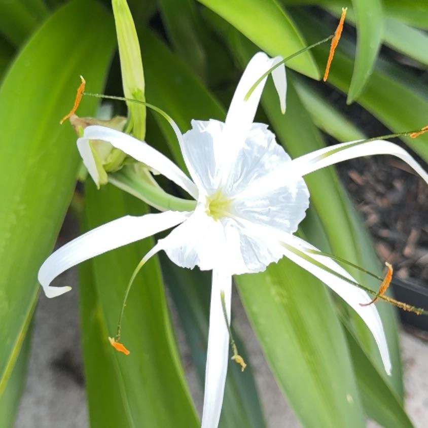 Photo of the plant species Beach Spiderlily by @EnergeticWorm60 named Harmony on Greg, the plant care app