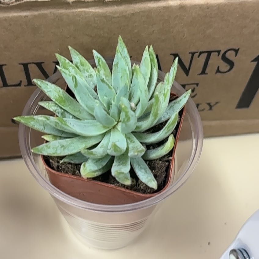 Photo of the plant species Bright Green Dudleya by @ManlyMedeola22 named da Vinci on Greg, the plant care app