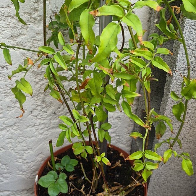 Photo of the plant species Pink Jasmine by @EquippedRimu72 named Beyonce on Greg, the plant care app