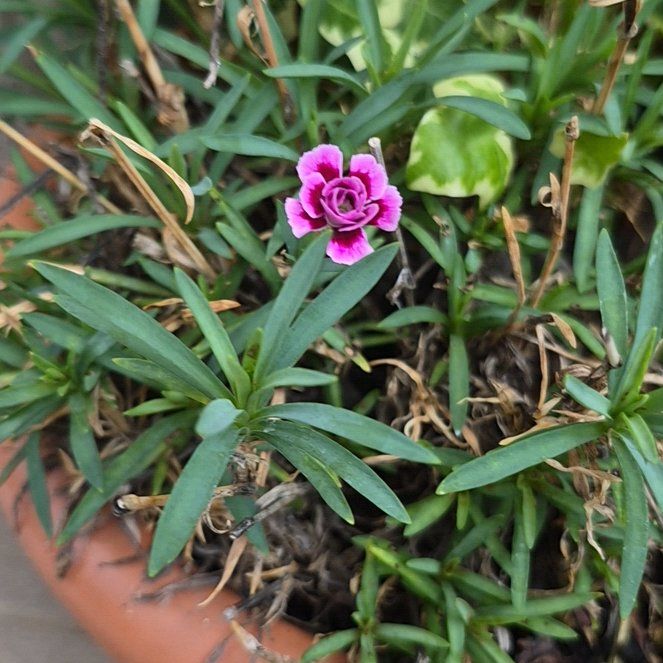 Photo of the plant species Chisme by @EquippedRimu72 named Robert Plant on Greg, the plant care app