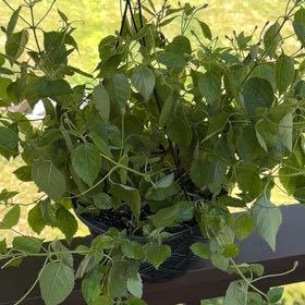 Photo of the plant species Yellow Sage by @ChicLovage11 named Tree Diddy on Greg, the plant care app