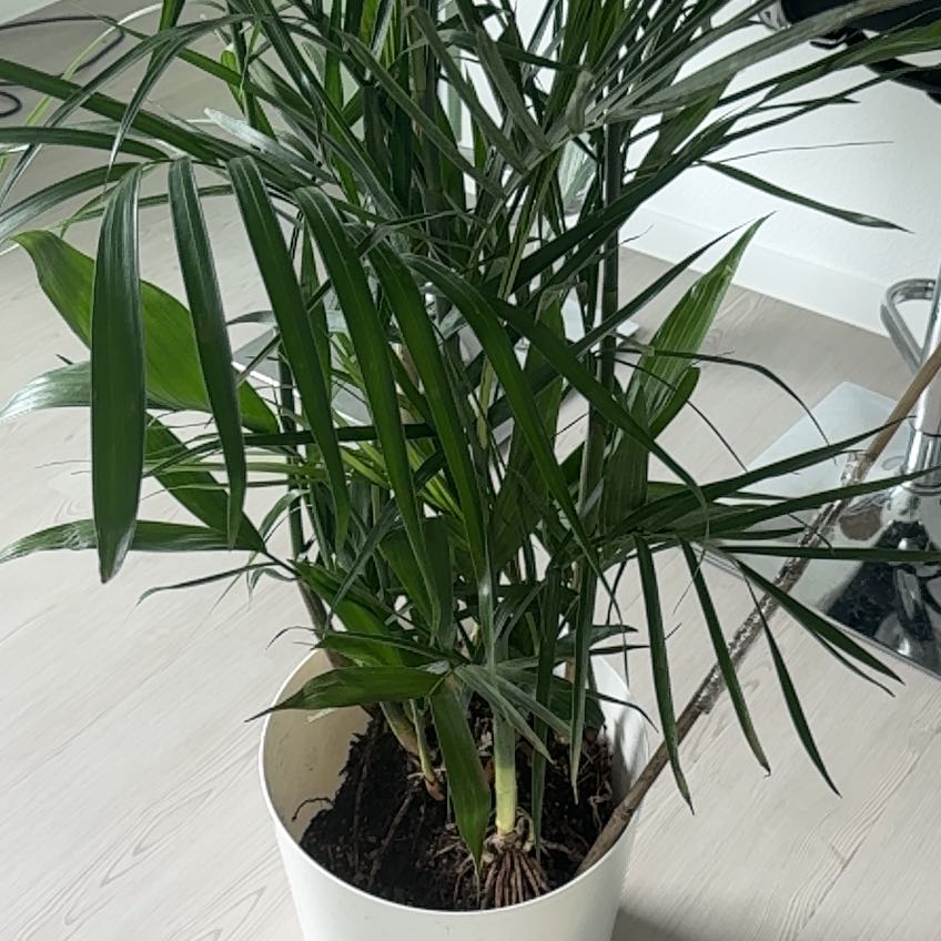Photo of the plant species Bamboo Palm by @GemWhitebroom64 named McKinley on Greg, the plant care app