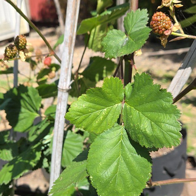 Photo of the plant species Armenian Blackberry by @UpbeatMaypop90 named Athena on Greg, the plant care app