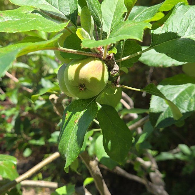 Photo of the plant species Apple by @UpbeatMaypop90 named Bieber on Greg, the plant care app