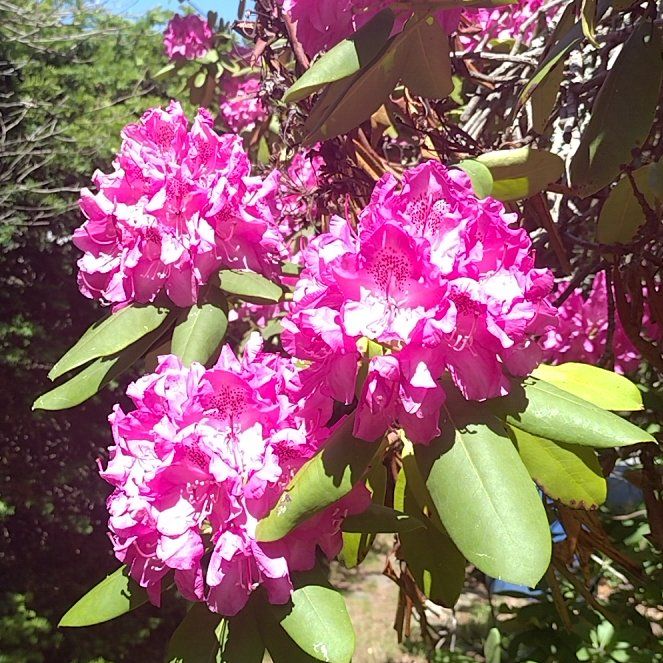 Photo of the plant species Catawba Rhododendron by @DearRhipsalis76 named Kylie on Greg, the plant care app