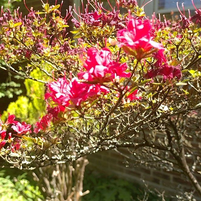 Photo of the plant species Chinese Fringe Flower by @DearRhipsalis76 named Oscar on Greg, the plant care app