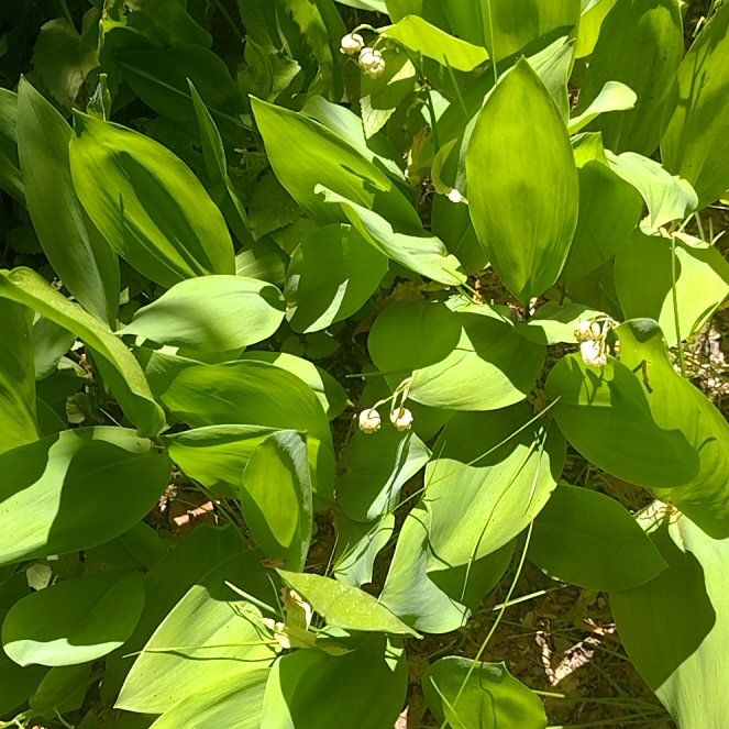 Photo of the plant species Lily-of-the-Valley by @DearRhipsalis76 named LiloStitch on Greg, the plant care app