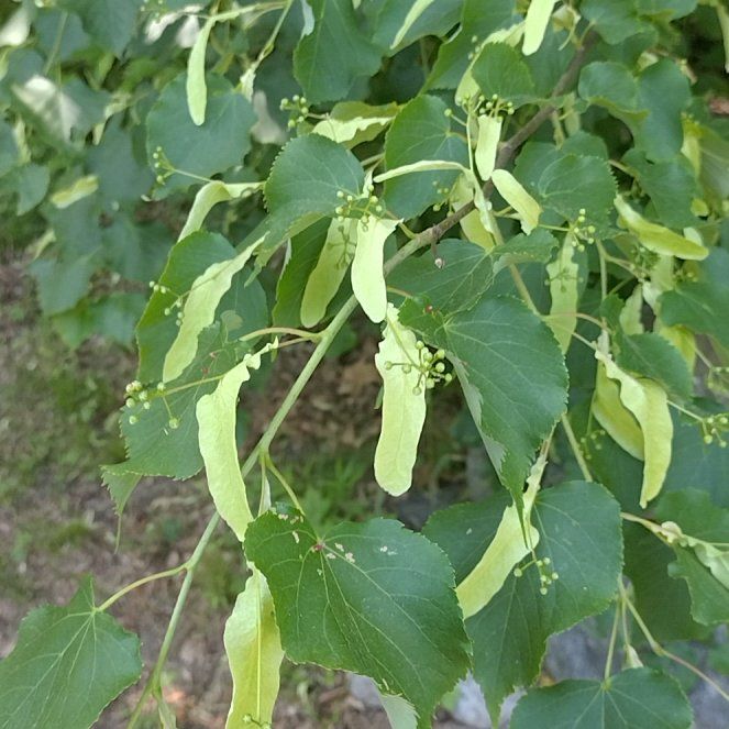 Photo of the plant species Littleleaf Linden by @DearRhipsalis76 named Shakira on Greg, the plant care app