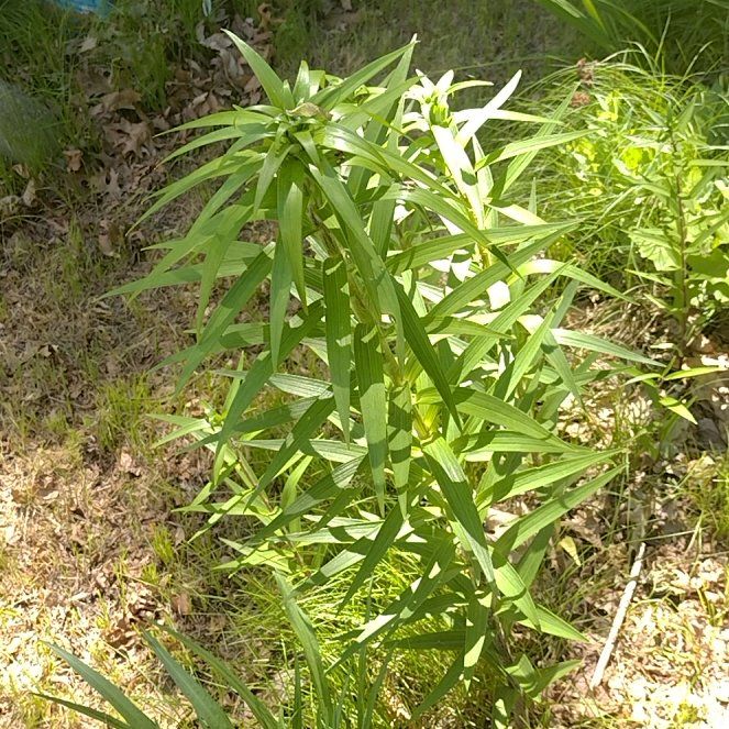 Photo of the plant species Tiger Lily by @DearRhipsalis76 named Winston on Greg, the plant care app