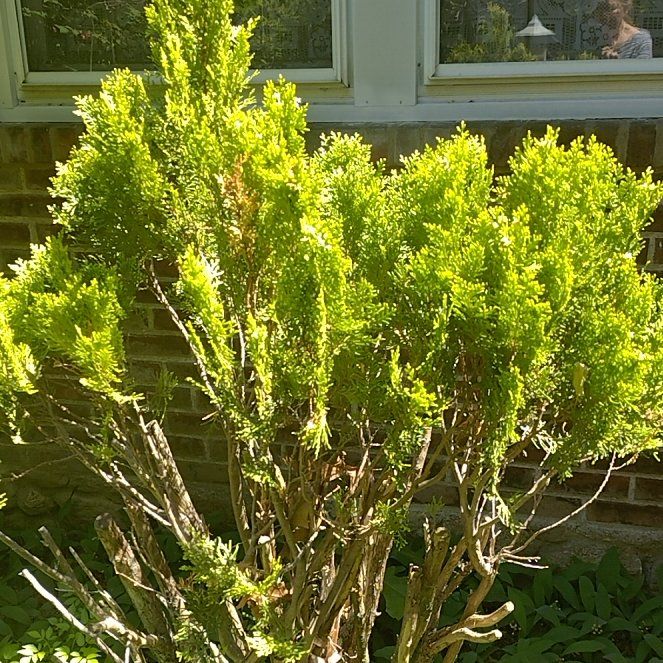 Photo of the plant species Albanian Spurge by @DearRhipsalis76 named ChloroPhil on Greg, the plant care app
